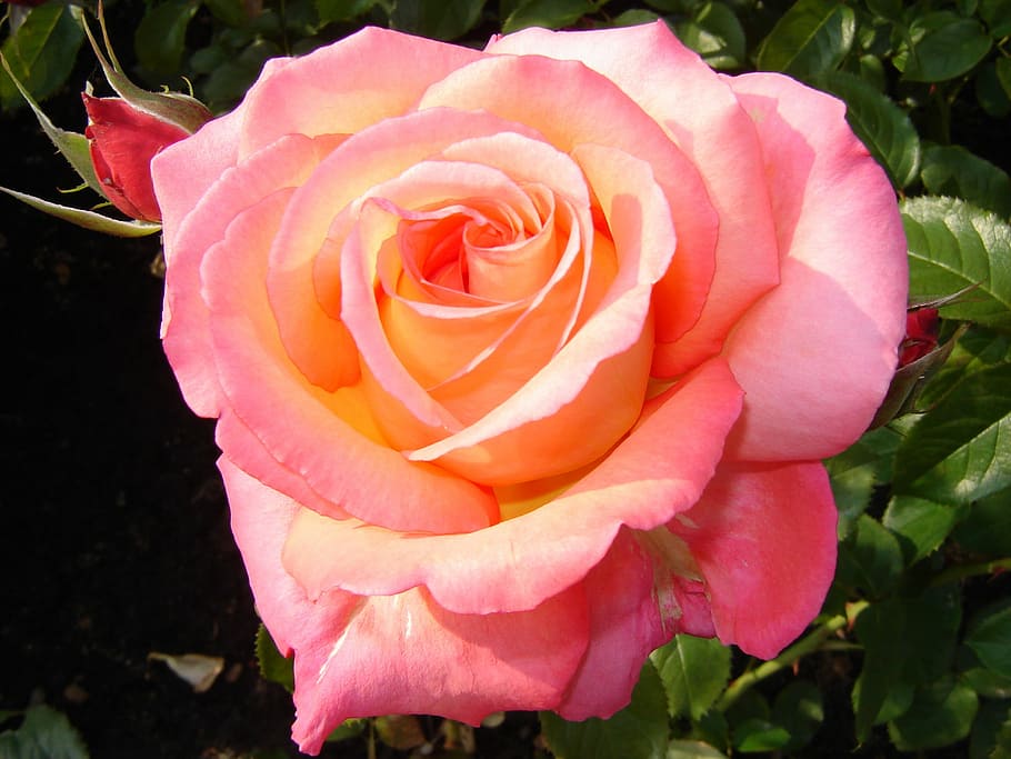 rose, flower, tea, flowering plant, beauty in nature, petal HD wallpaper
