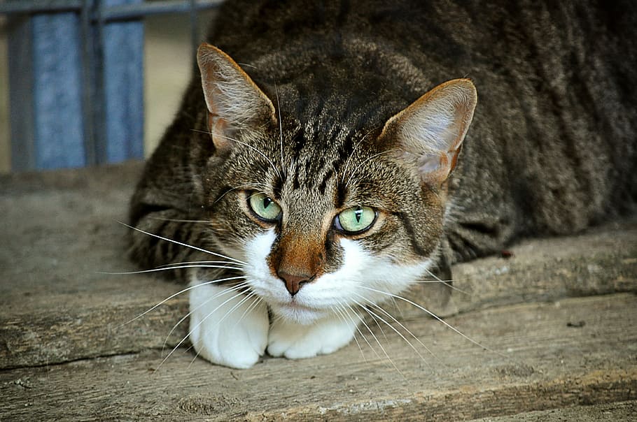 brown and white cat on wooden plank, cat's eyes, animal shelter, HD wallpaper