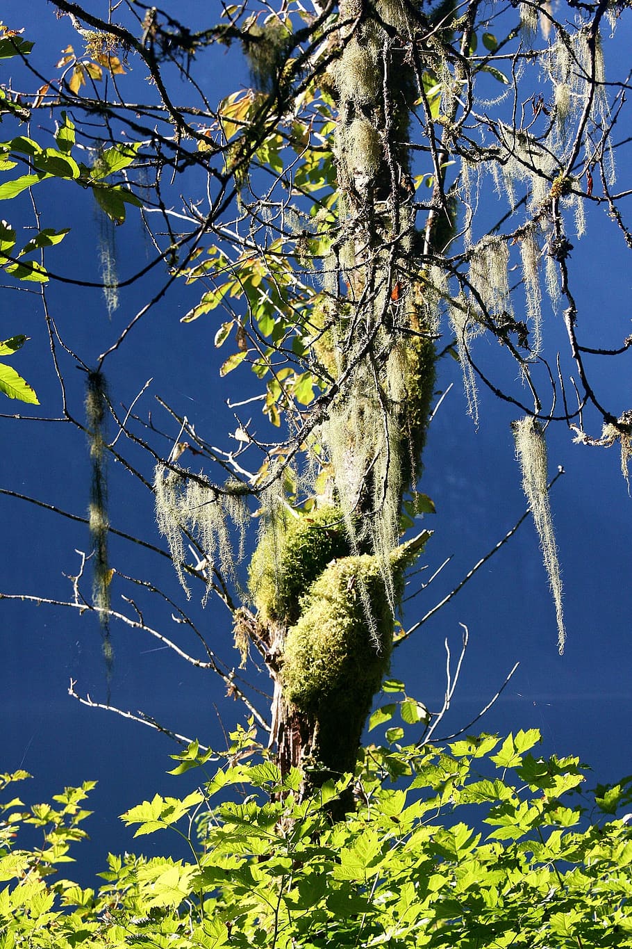 Tree, Mist, Lichen, Nature, blue grey, woods, moss, one animal HD wallpaper