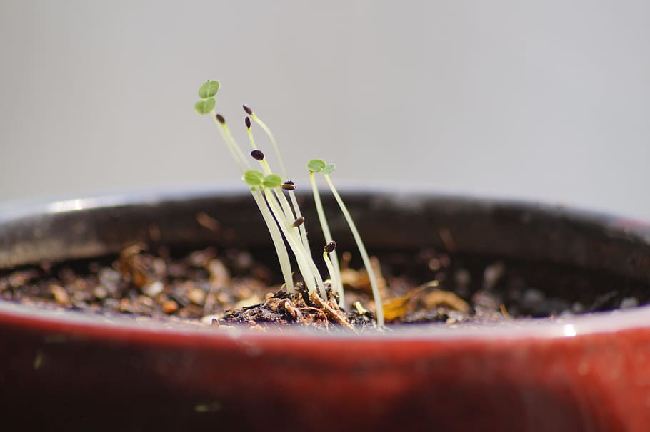 Flowers, Plants, Spring, bud, potted plant, growth, nature HD wallpaper