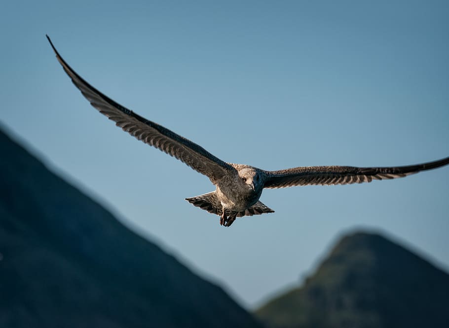 eagle flying on sky, shallow focus photography of flying bird HD wallpaper
