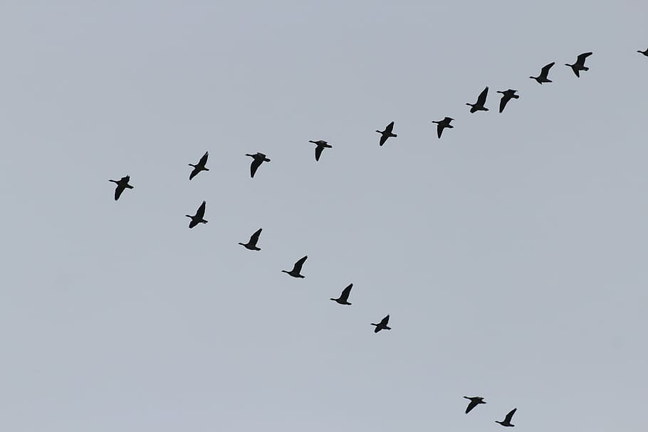 bird flying on air forming V, geese, migratory birds, swarm, formation, HD wallpaper