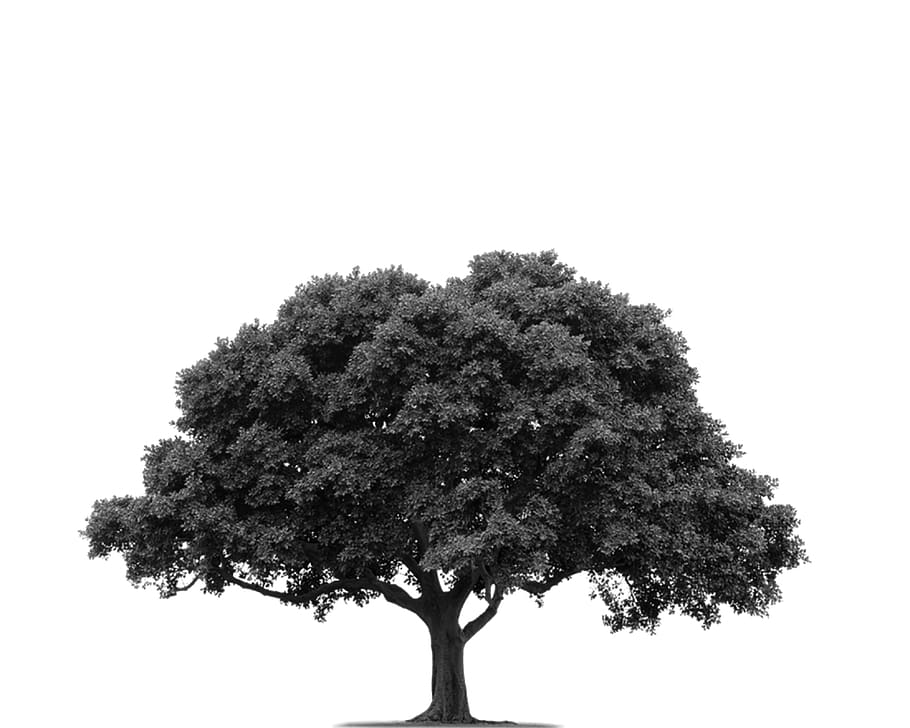 trees, nature, plant, sky, growth, clear sky, no people, single tree HD wallpaper