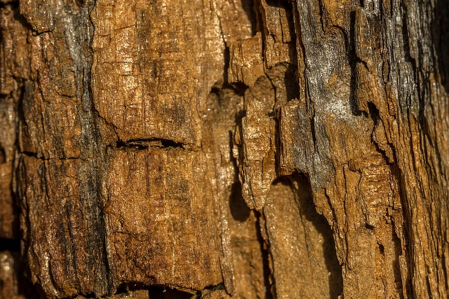 wood, texture, background, structure, brown, textured, wood - material HD wallpaper