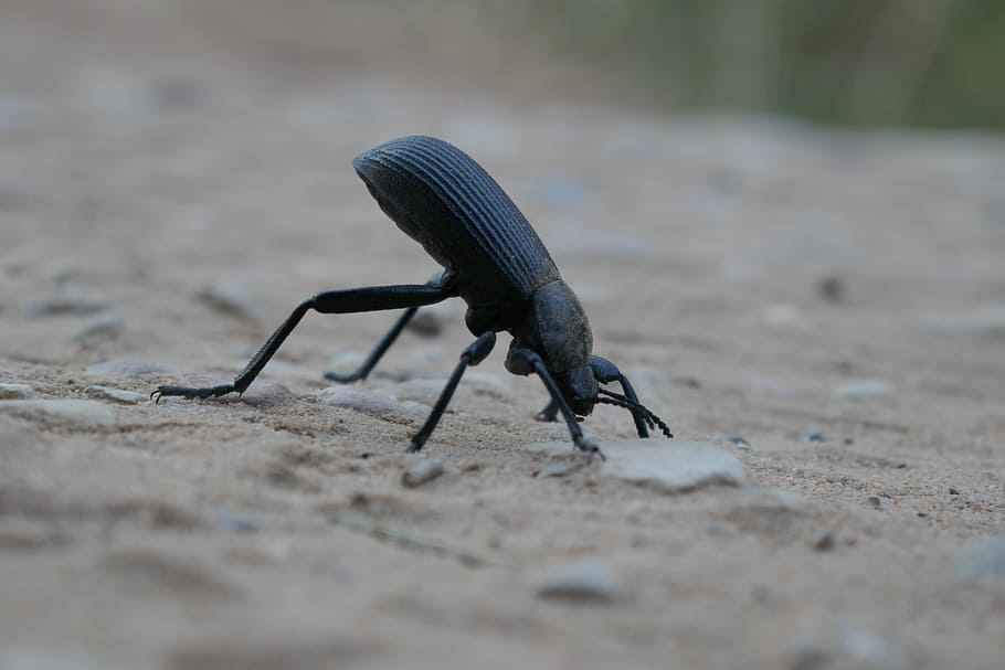 bug, insect, nature, macro, rock, one animal, animal wildlife HD wallpaper