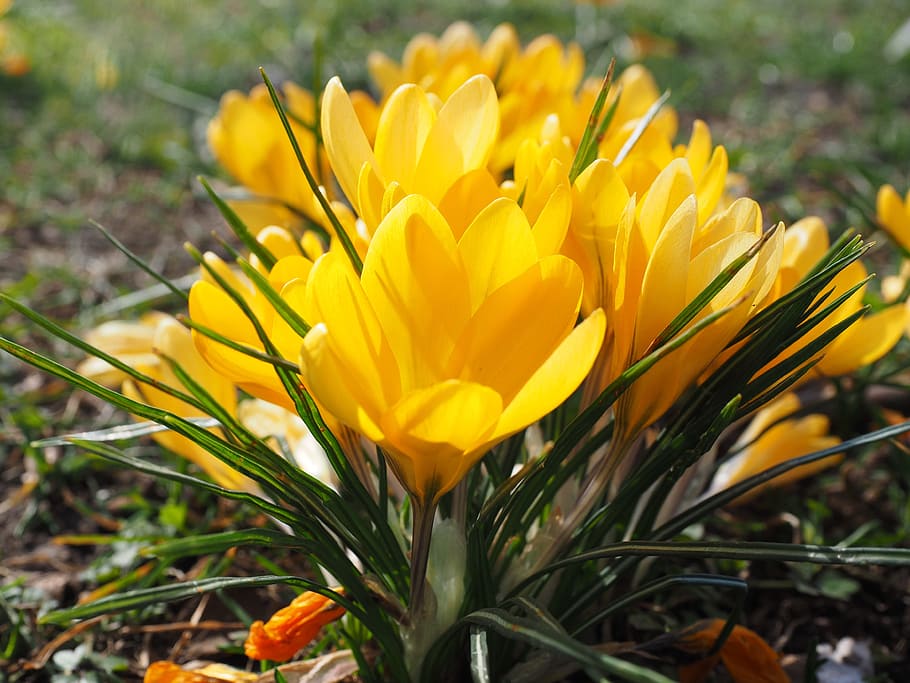 crocus, flower, spring, bühen, yellow, mm, colorful, blossom