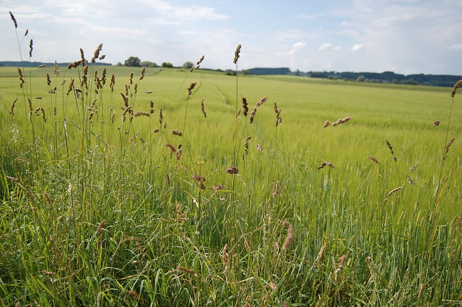landscape, field, game grass, nature, agriculture, rural Scene HD wallpaper