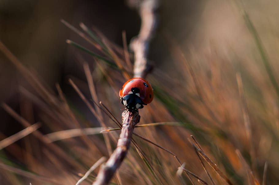 red and black beetle on brown branch, ladybug, ladybird, white HD wallpaper