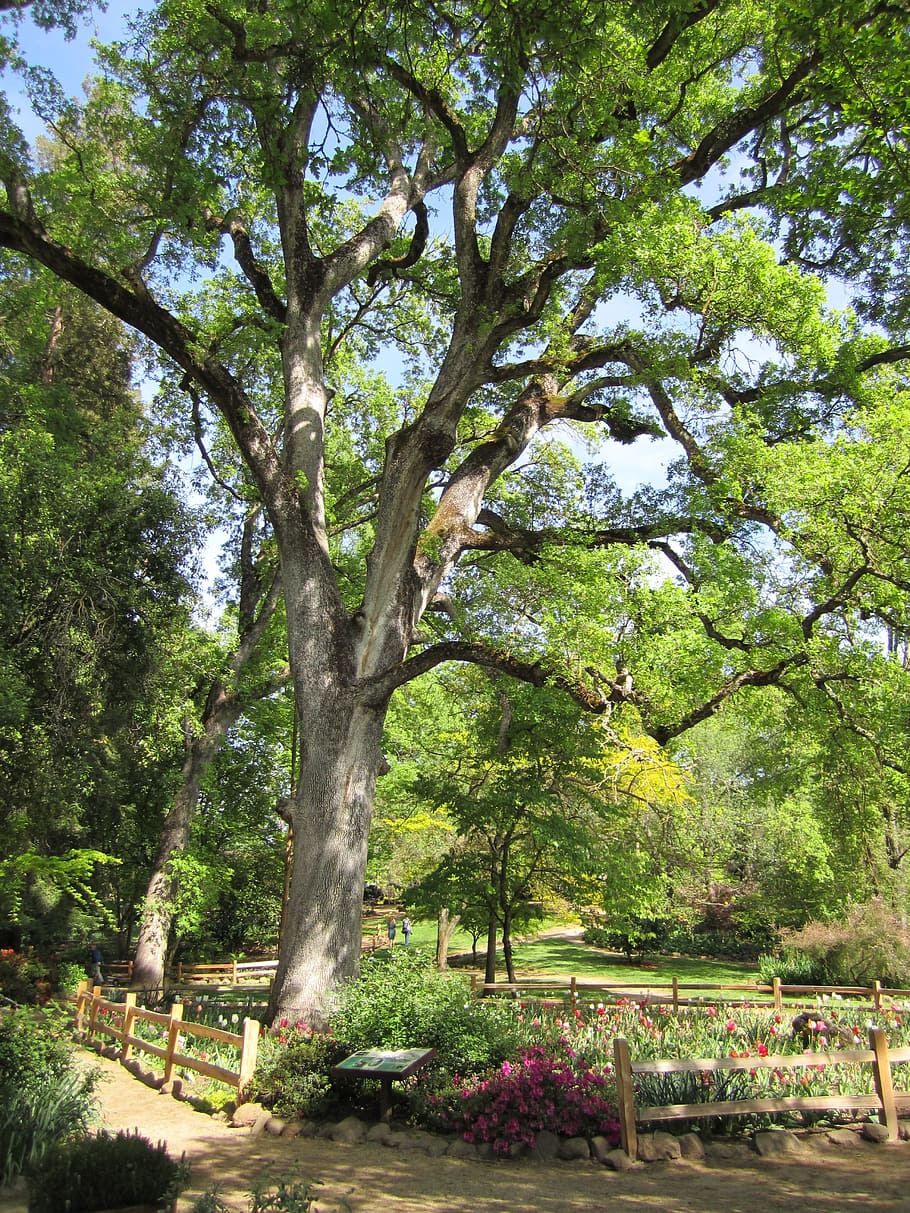 oak tree, garden, park, organic, agriculture, outdoors, environment HD wallpaper