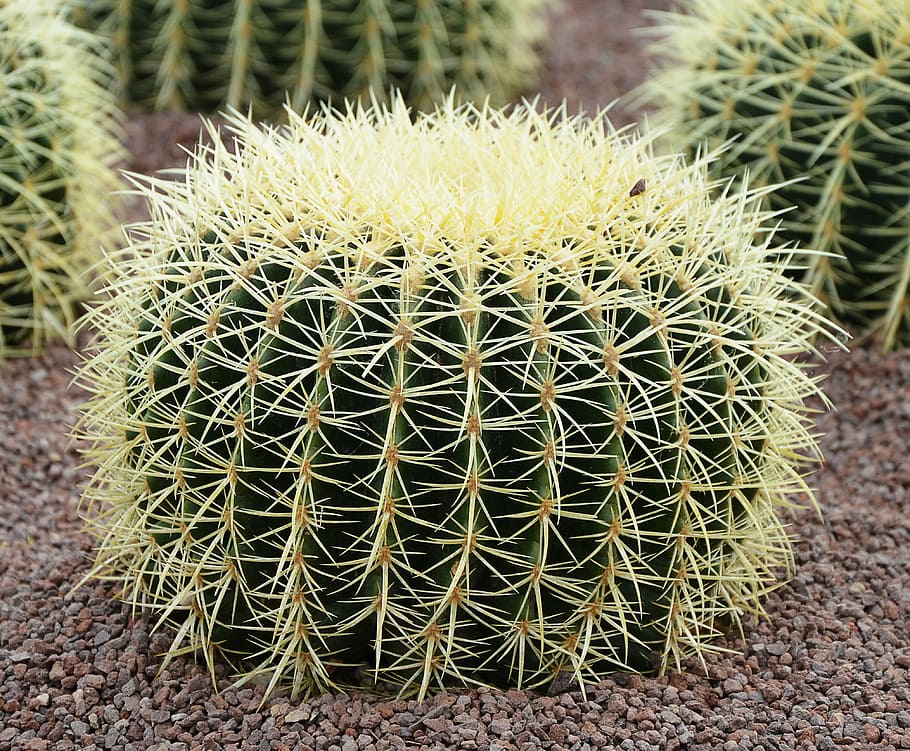 cactus, large, prickly, pointed, desert, succulent Plant, nature HD wallpaper
