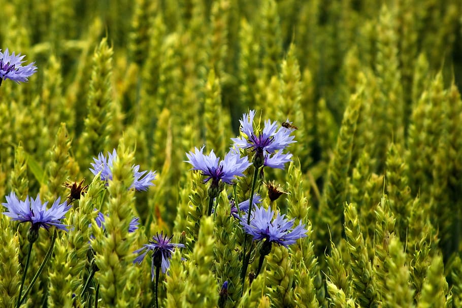 cornflower, cereals, summer, flowering plant, beauty in nature HD wallpaper
