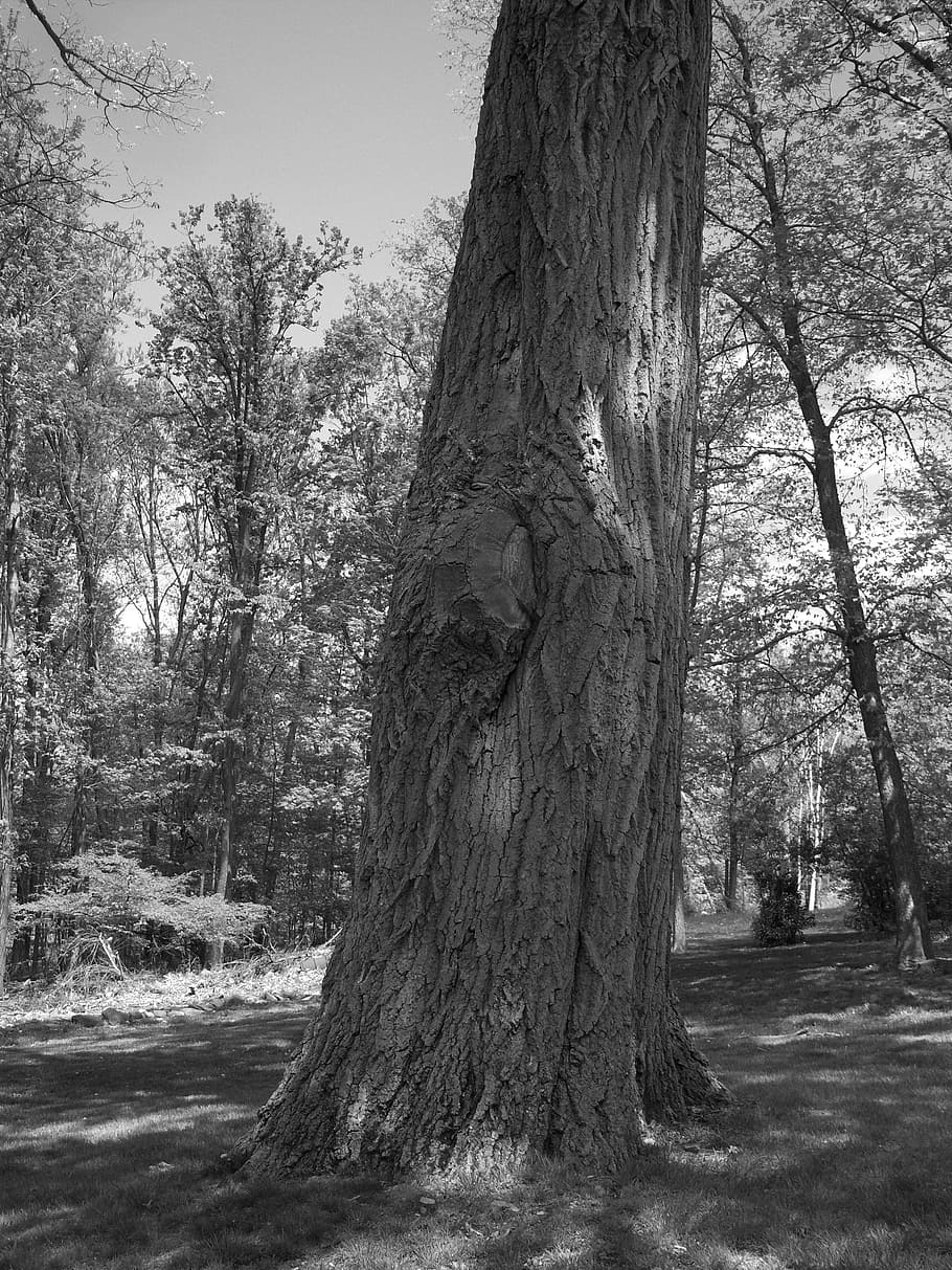 oak, tree, black, white, nature, forest, still, life, plant HD wallpaper