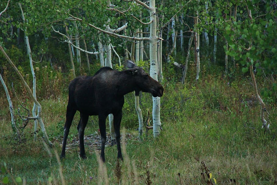 moose, forest, wild, nature, animal, wildlife, isolated, mammal HD wallpaper