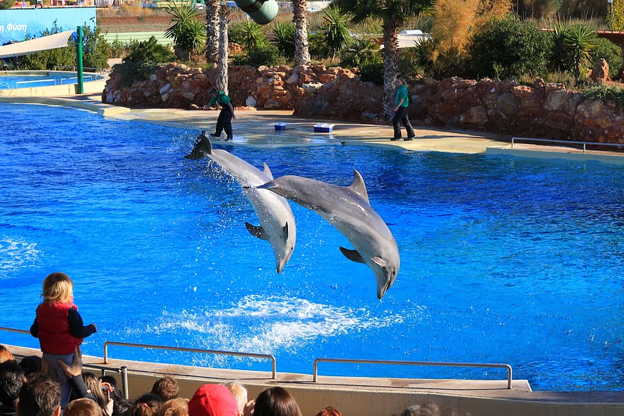 Zoo, Animals, Dolphins, Pool, dolphinarium, projection, sea HD wallpaper