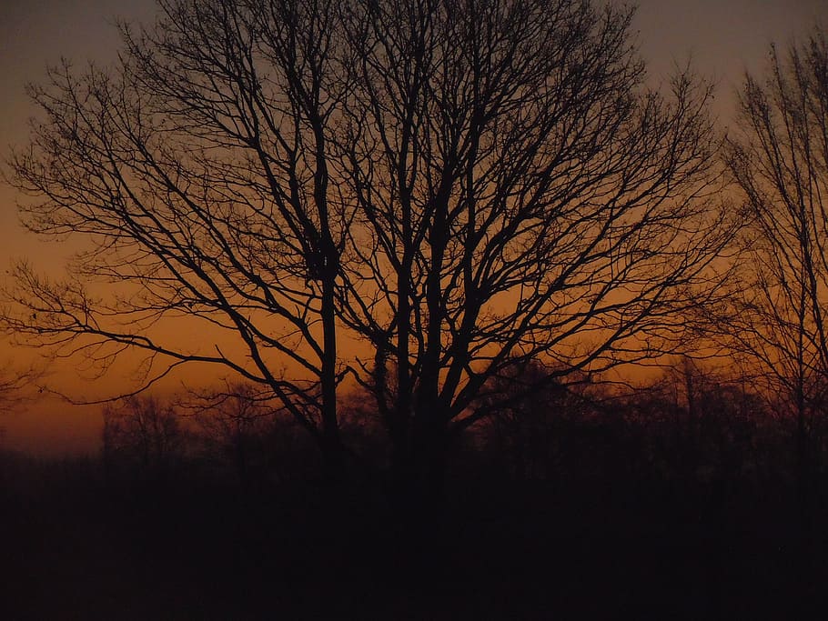 sunrise, tree, orange, silhouette, bare tree, sky, plant, sunset HD wallpaper