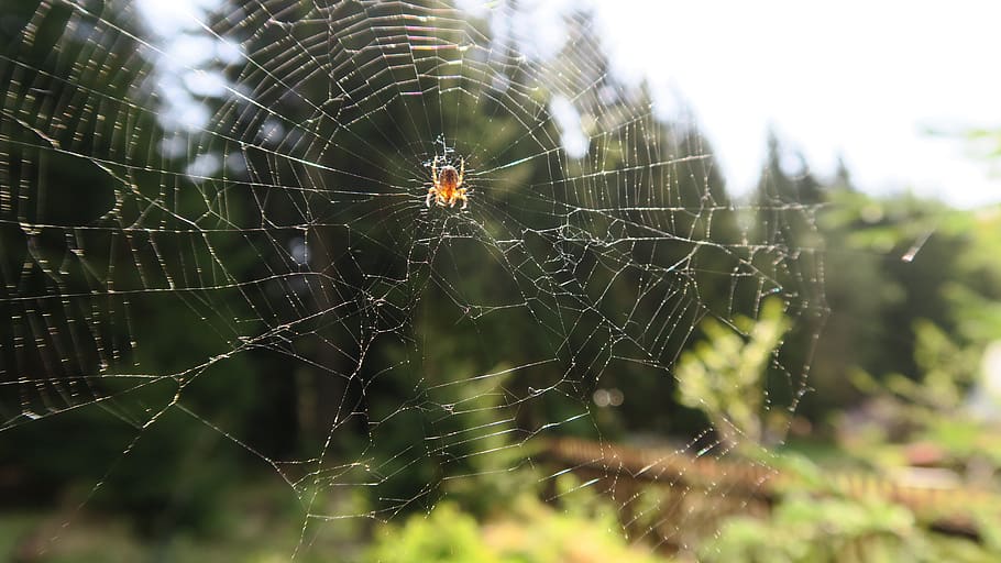 spider, nature, web, spider web, animal themes, fragility, arachnid HD wallpaper