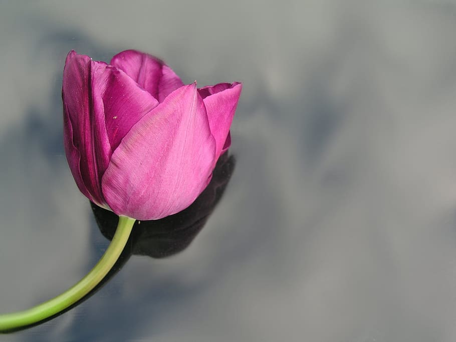 tulip, flower, spring, beauty in nature, flowering plant, vulnerability HD wallpaper