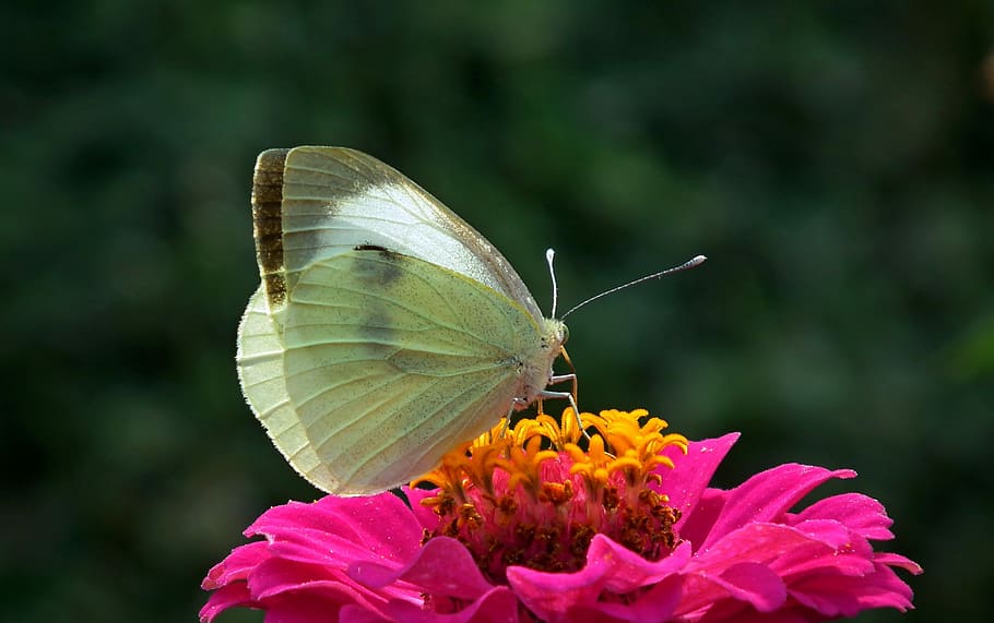 butterfly, insect, nature, macro, flower, zinnia, summer, garden HD wallpaper
