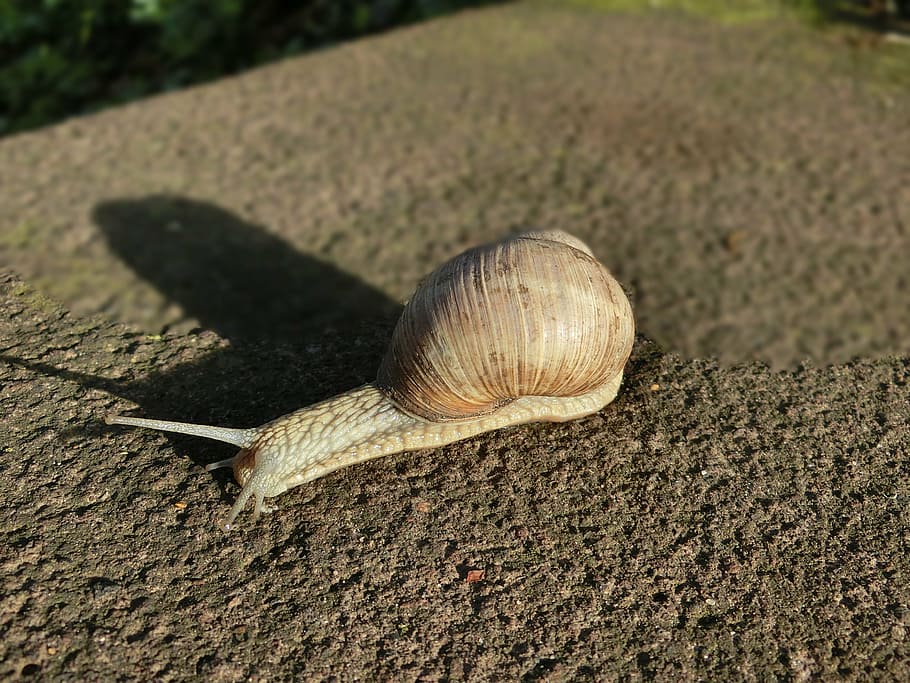 shell, snail, animal, nature, macro, snail shell, ground, slowly HD wallpaper