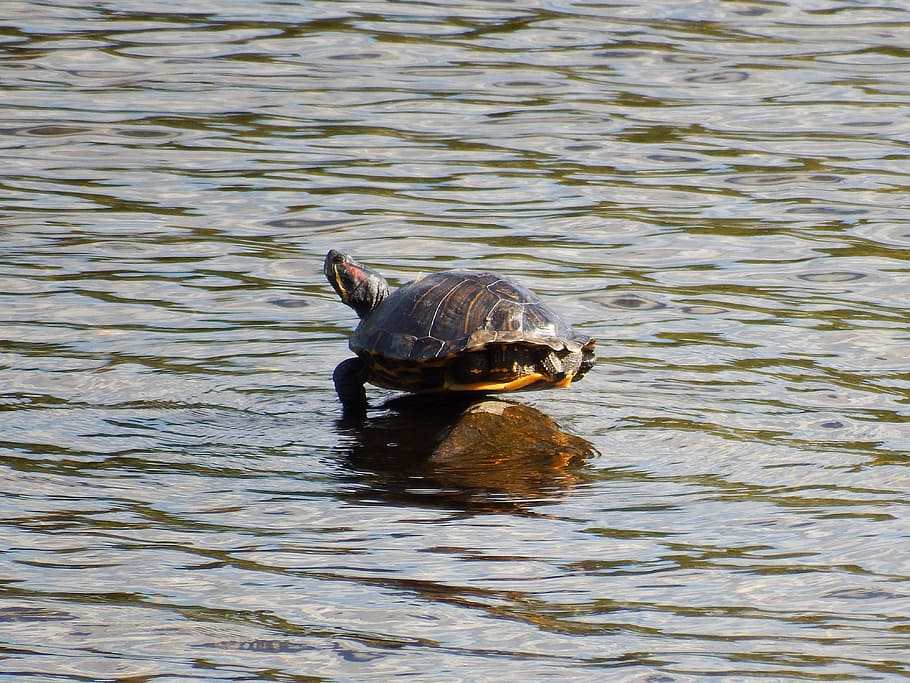 painted turtle, balancing, rock, pond, animal themes, animal wildlife HD wallpaper