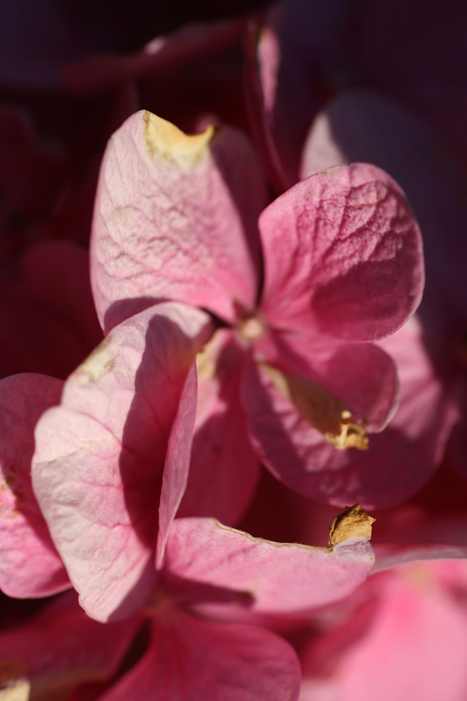 hydrangea, flowers, petals, flowering plant, beauty in nature HD wallpaper