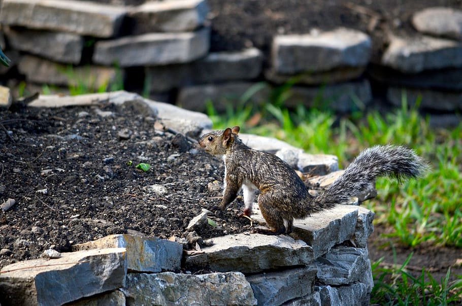 Squirrel, Nature, Garden, Creature, one animal, animals in the wild HD wallpaper