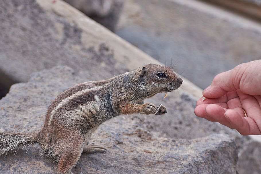 gophers, feed, hand, tame, sweet, curious, wild, eat, mammal HD wallpaper