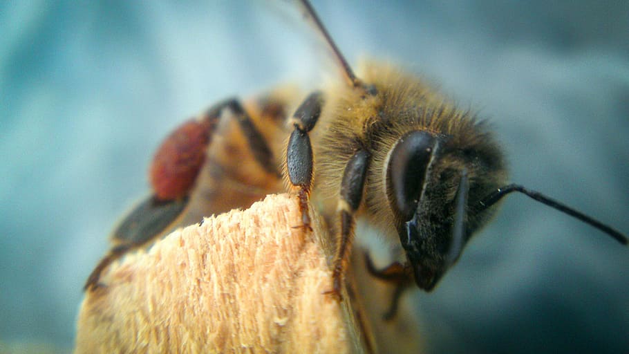 bee, animal, fly, one animal, animal themes, insect, invertebrate HD wallpaper