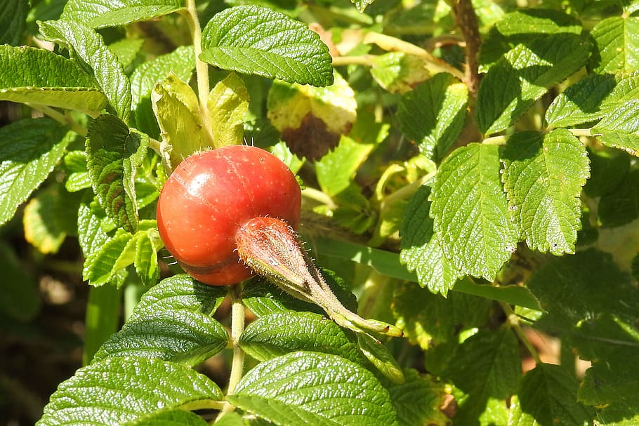 rose, potato rose, fruit, red, bush, summer, leaf, nature, food HD wallpaper
