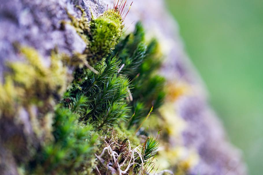 moss, macro, plant, growth, green color, beauty in nature, selective focus HD wallpaper