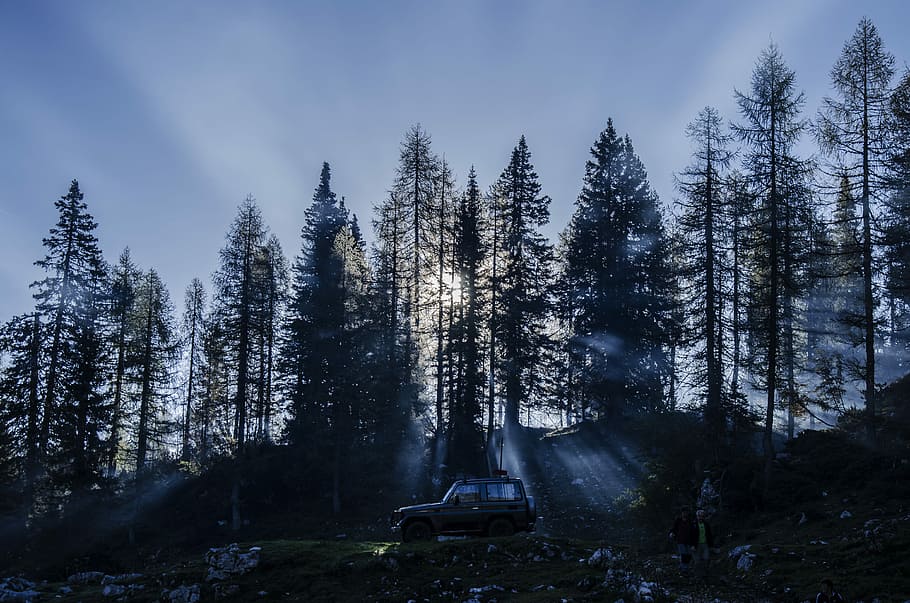 photo of black forest during day time, trees, car, people, nature HD wallpaper