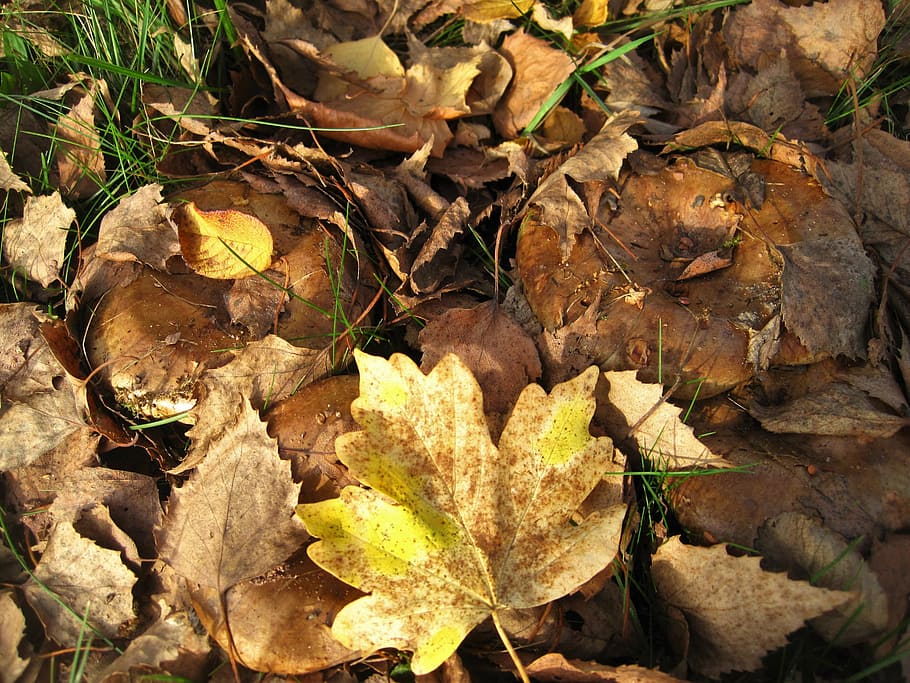 bare kremplinge, fall foliage, hidden, brown-yellow, leaves, HD wallpaper