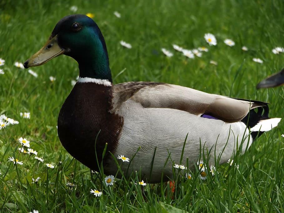 duck, grass, flower, green, mallard, animals, nature, bird HD wallpaper