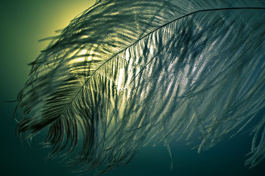 strauss spring, feather, ease, close, bird feather, spring dress HD wallpaper