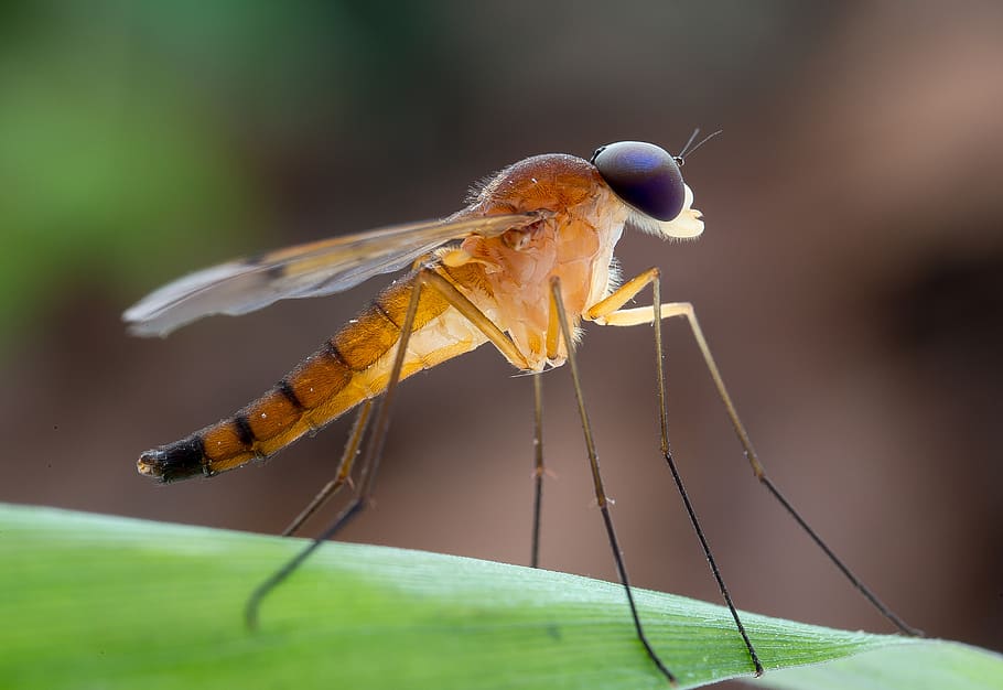 insects, orange, nature, invertebrate, animal, animal wildlife HD wallpaper