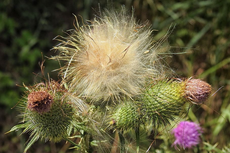 diestel, thistle flowers, prickly, summer, plant, close-up HD wallpaper
