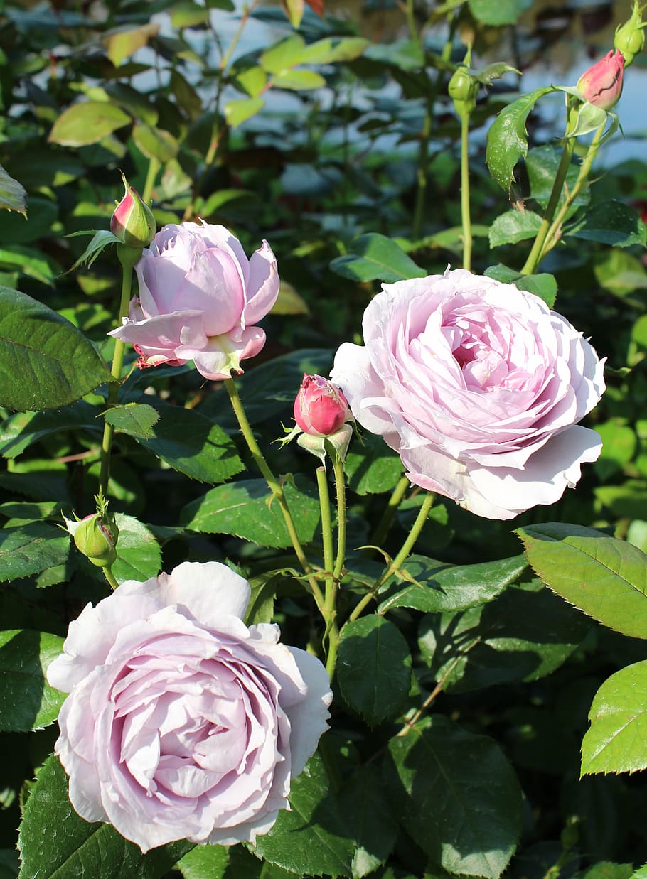 roses, purple, flower, flowering plant, freshness, petal, beauty in nature HD wallpaper