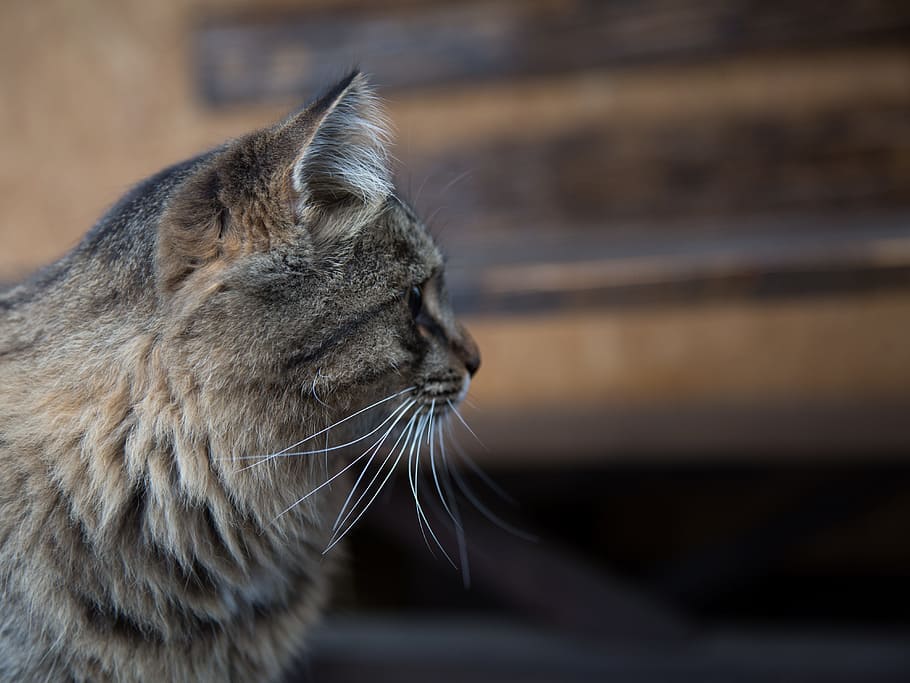 cat, kit, kitten, tomcat, kicka, cica, mammal, one animal, animal themes HD wallpaper