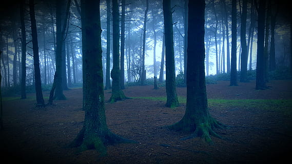spooky, forest, haunted, tree, land, woodland, plant, tree trunk HD wallpaper