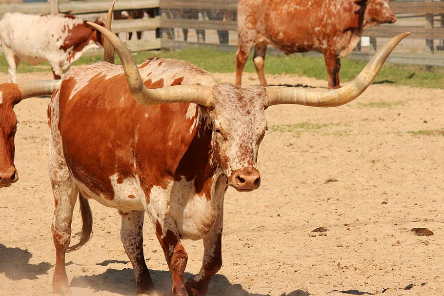 longhorn, cattle, steer, texas, agriculture, bull, livestock, HD wallpaper