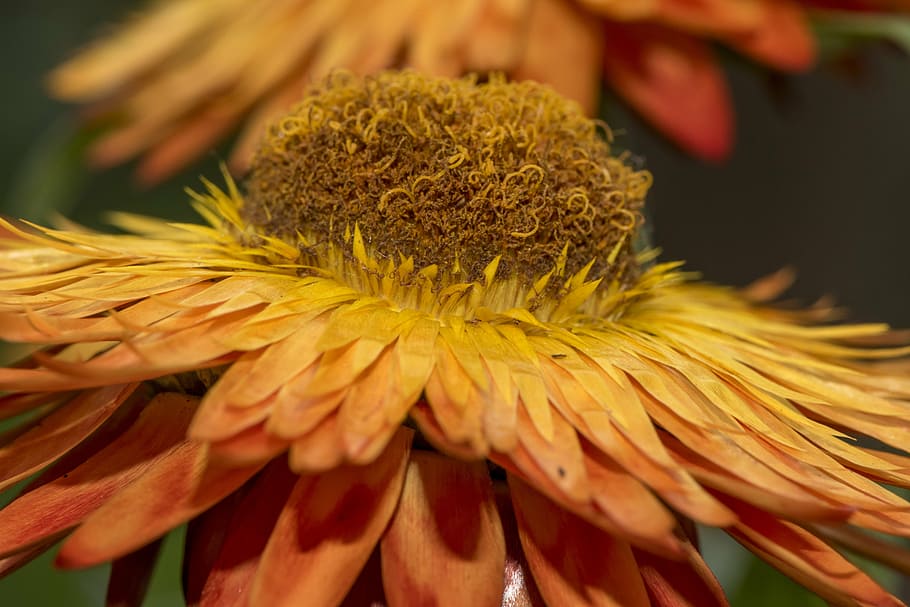 italicum, flower, forever, background, yellow, plant, blossom HD wallpaper