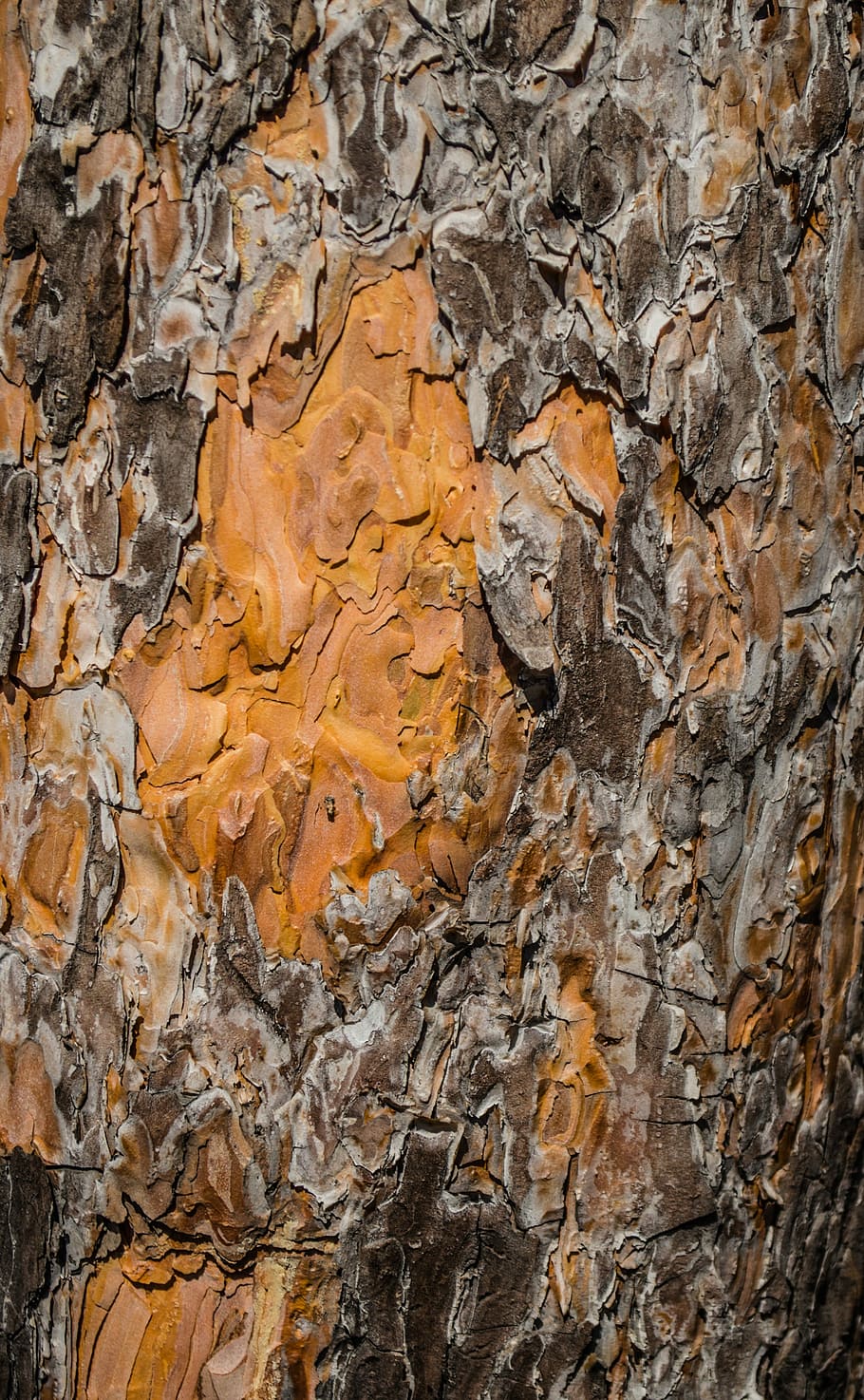bark, tree, organic, agriculture, outdoors, environment, trunk HD wallpaper