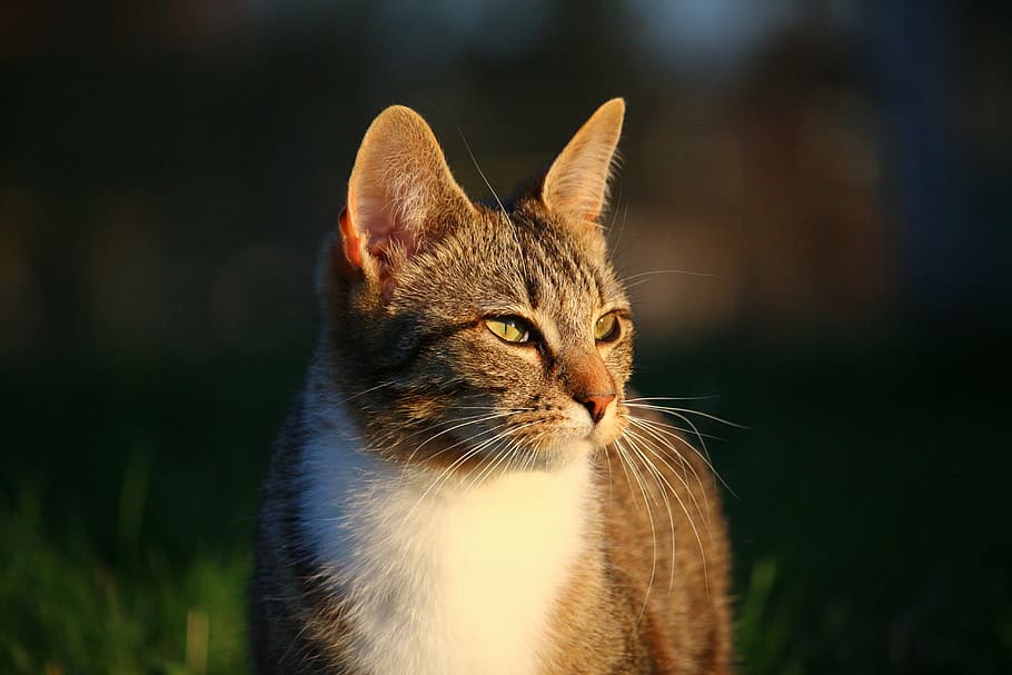 short-fur gray tabby cat, kitten, mieze, mackerel, tiger cat HD wallpaper