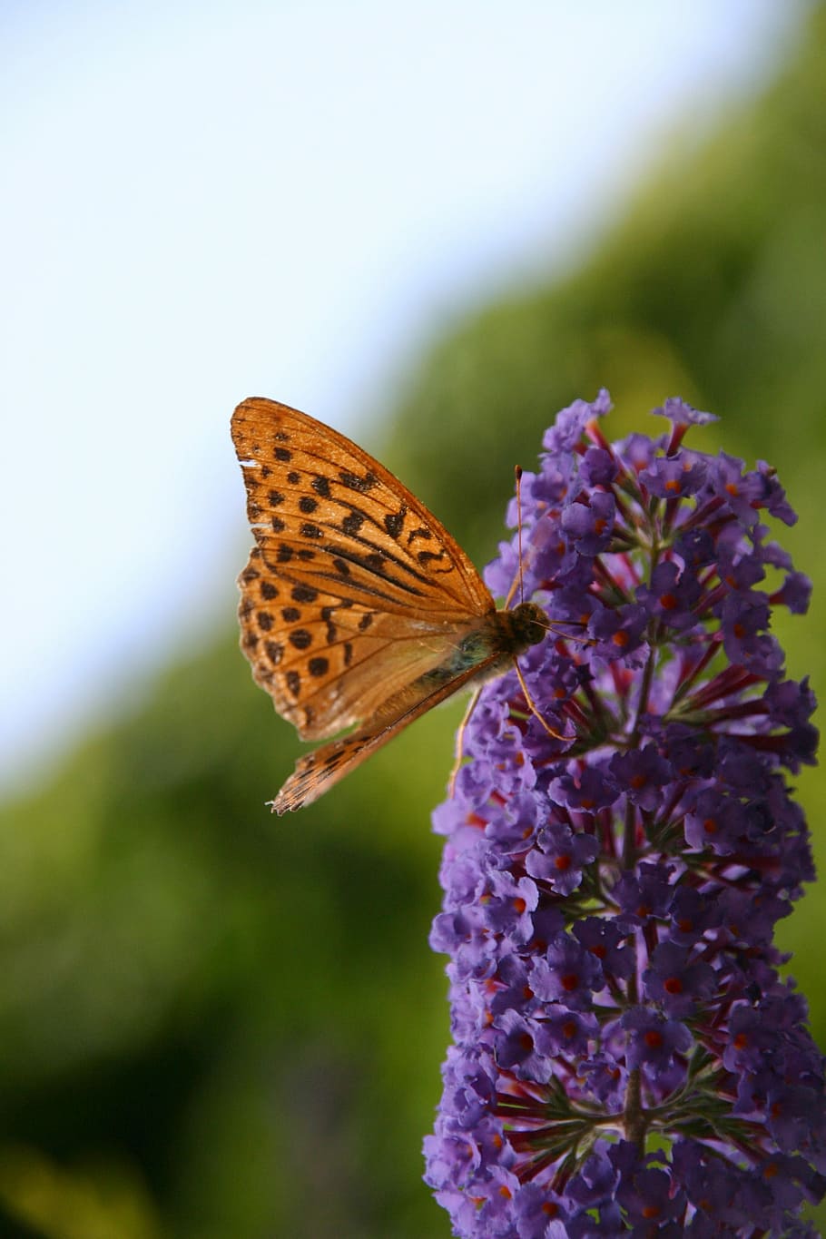 Monarch Butterfly, Flower Pollinating, danaus plexippus, france