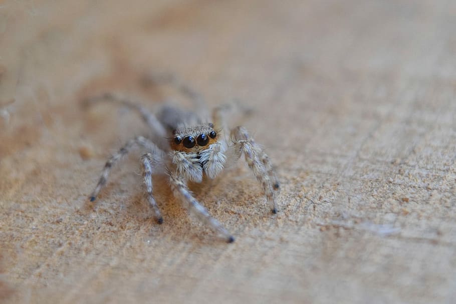 Spider, Insect, Macro, Arachnid, Nature, one animal, animals in the wild HD wallpaper