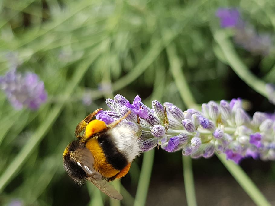 insect, bee, nature, pollen, flower, nectar, animal, ali, honey HD wallpaper
