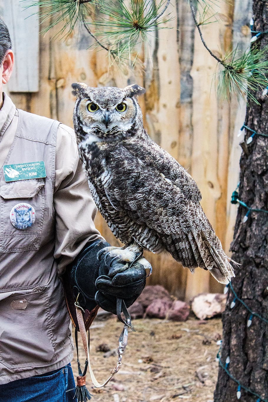 Owl, Zoo, Trained, Show, Bird, bearizona, nature, animal, outdoors HD wallpaper