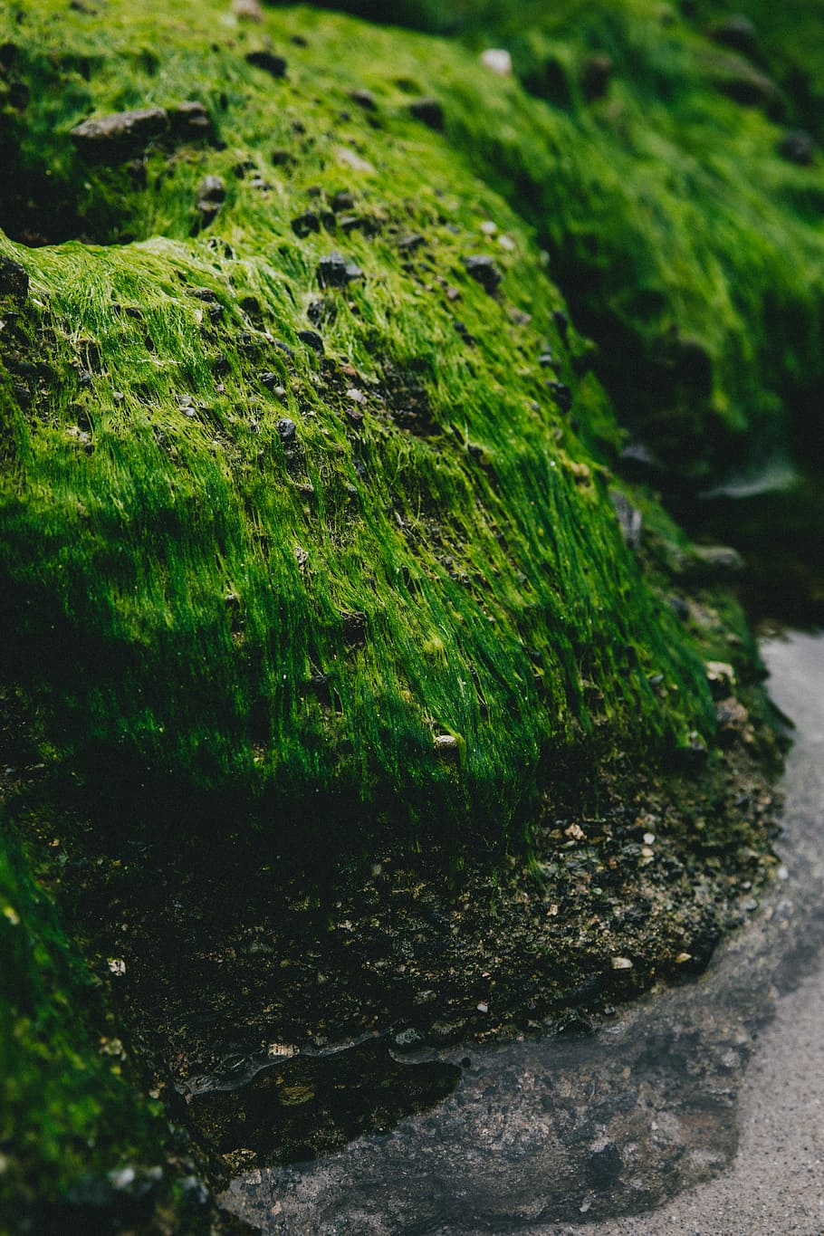 green moss in black rock, moss covered stone, cliff, mountain HD wallpaper