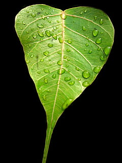bodhi leaf, pipal leaf, green leaf, rain drops, plant part HD wallpaper