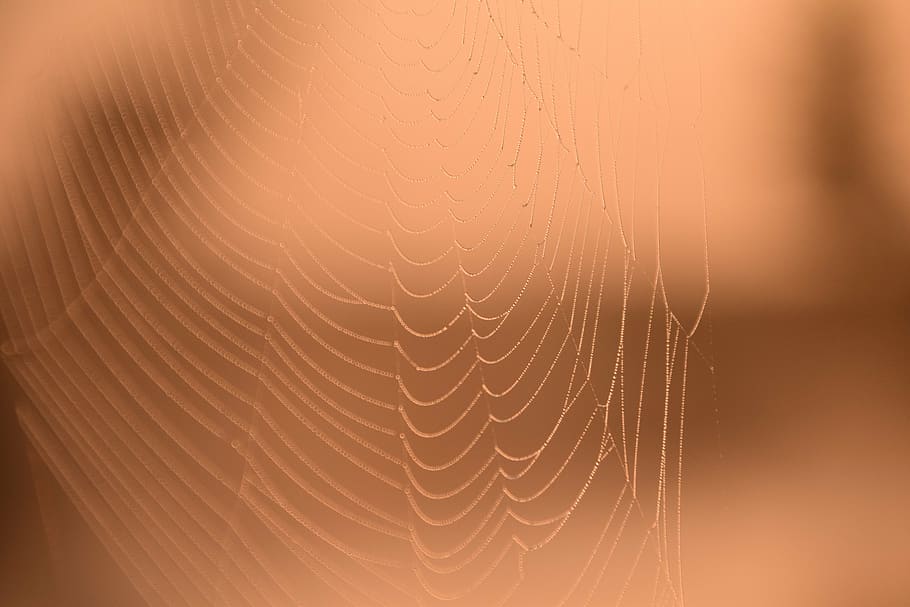 macro photograph of spider's web, morgenrot, dew, cobweb, back light HD wallpaper